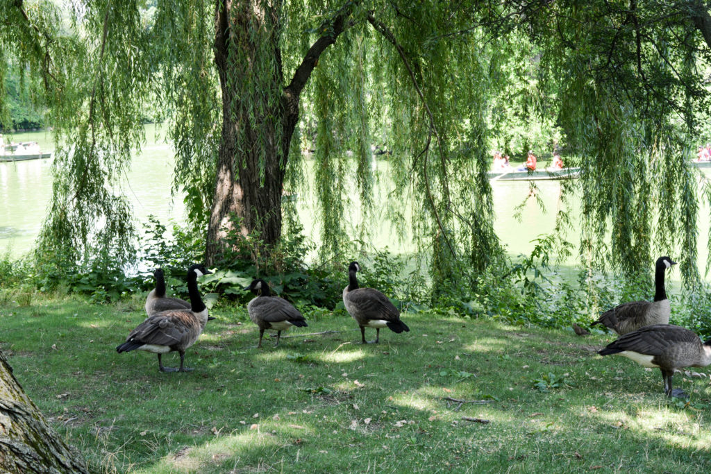 Central Park e un vestito a fiori