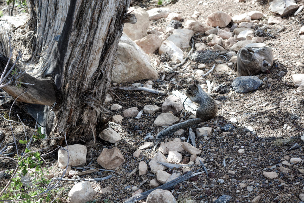 Grand Canyon- cosa vedere in un giorno