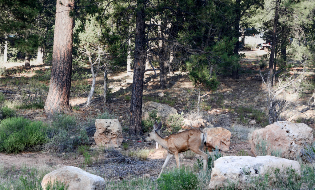 Grand Canyon- cosa vedere in un giorno